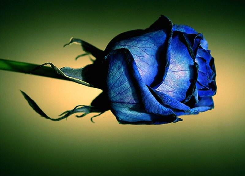 Blue Rose in Bloom — Dramatic