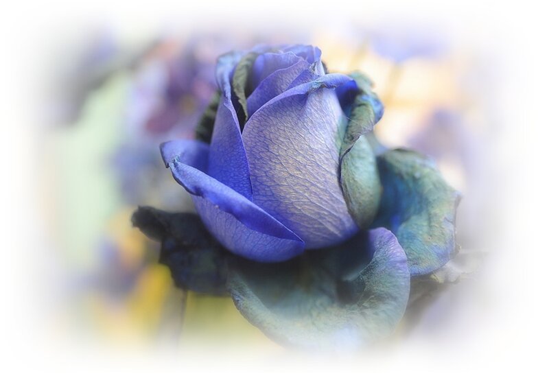 Blue Rose in Bloom — Serene