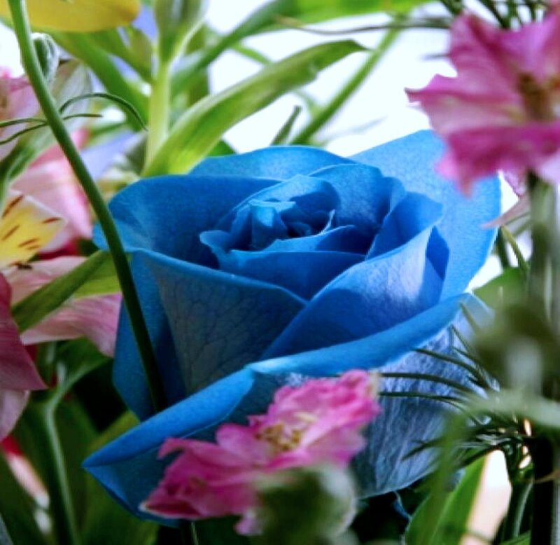 Blue Rose in Bouquet — Calm