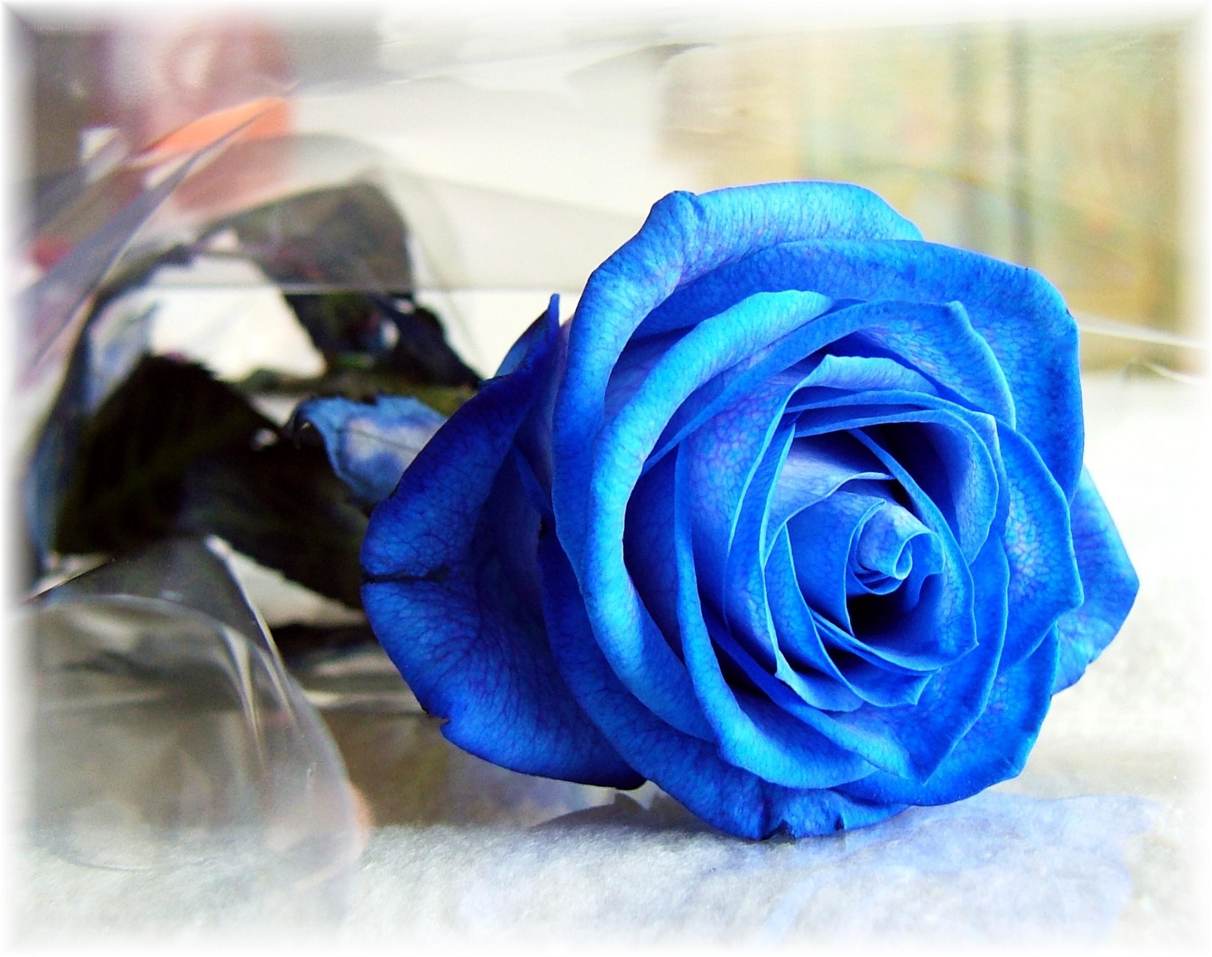 Blue rose in clear wrapping