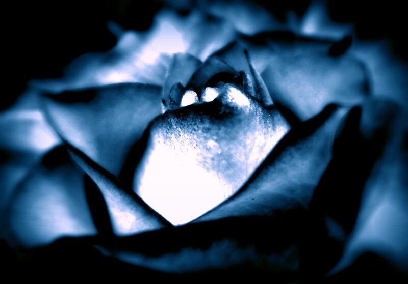 Blue Rose in Close-up