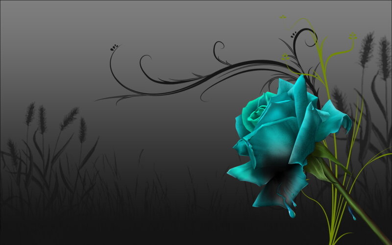 blue rose in dark field