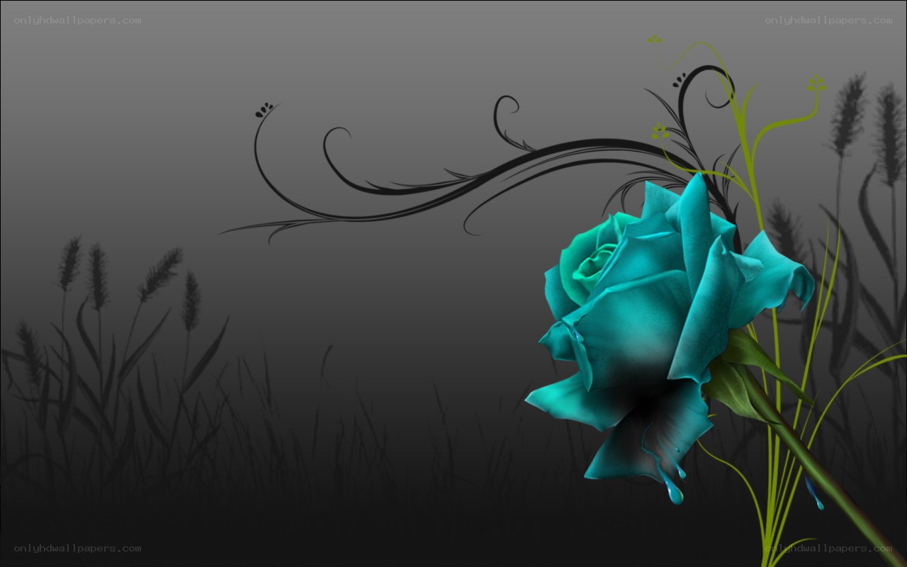 blue rose in dark field