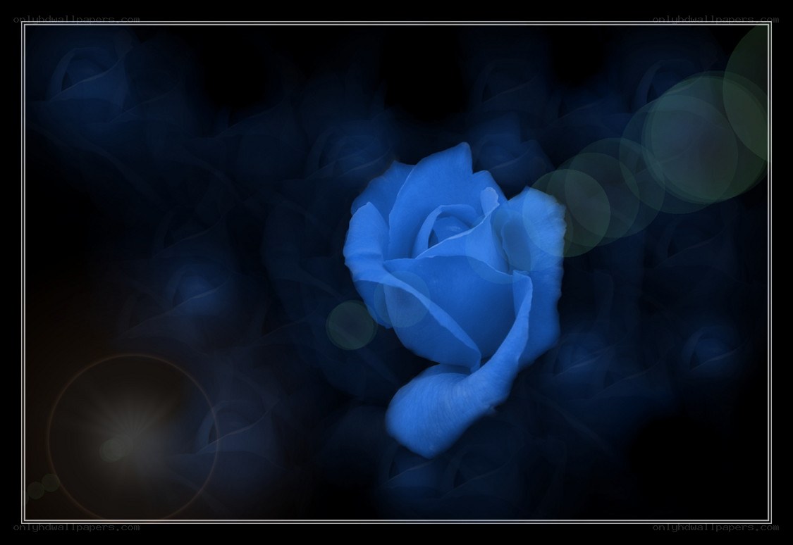 Blue rose in dark mist