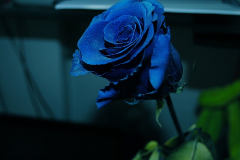 Blue Rose in Dark Room