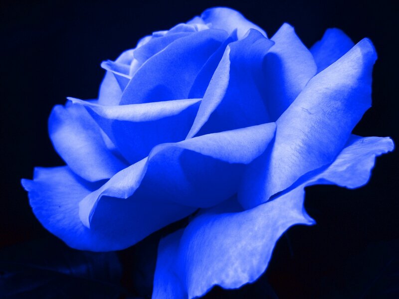 Blue rose in dark setting