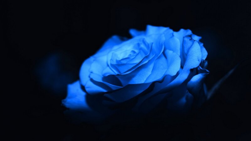 Blue Rose in Darkness — Dramatic, Night, Photograph