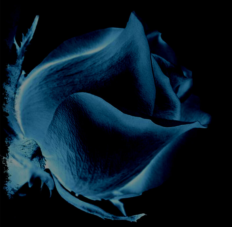 Blue Rose in Darkness — Dramatic, Night