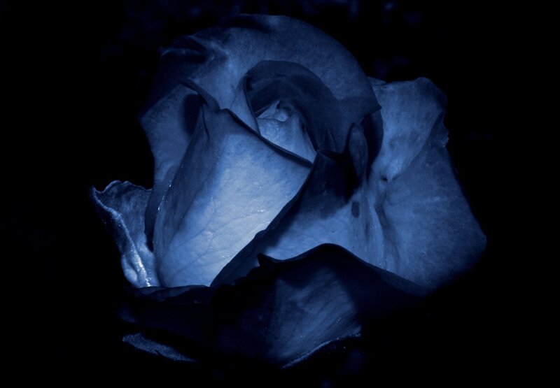 Blue Rose in Darkness — Dramatic