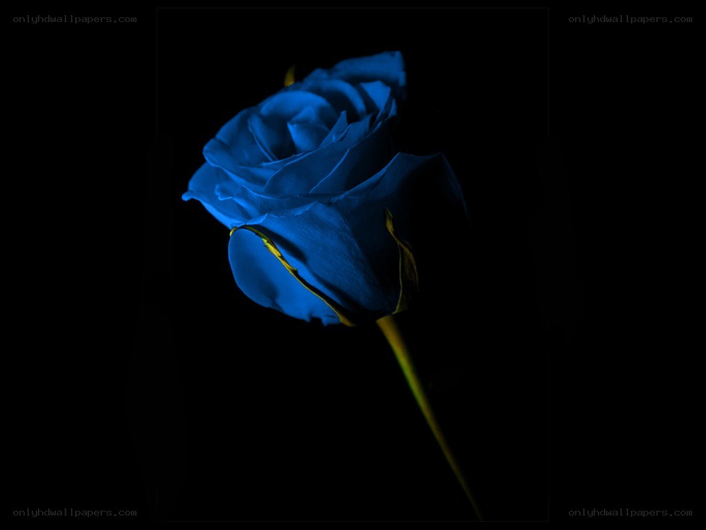 blue rose in darkness