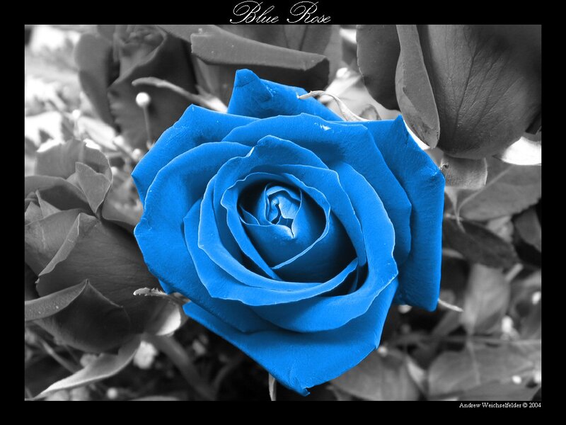 Blue Rose in Focus — Dramatic