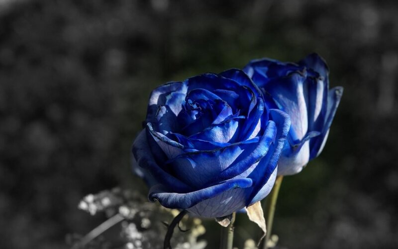 Blue rose in focus