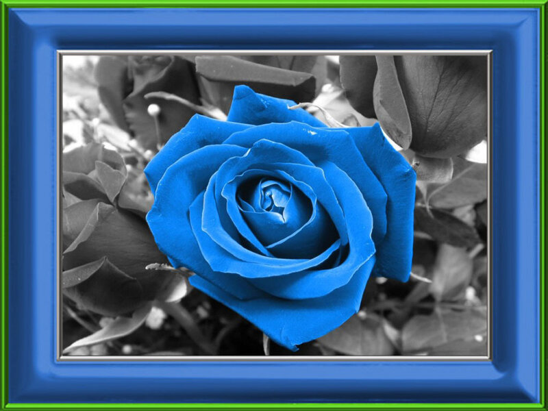 Blue Rose in Frame — Calm