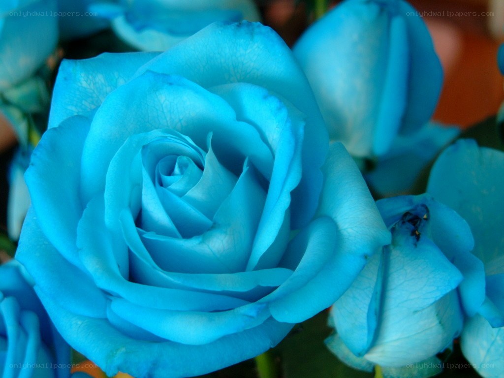Blue rose in full bloom