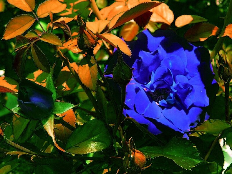 Blue rose in garden