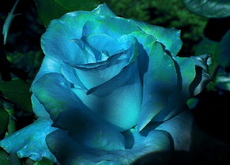 blue rose in garden