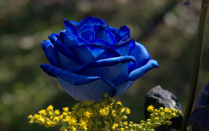 Blue rose in garden