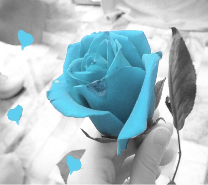 Blue Rose in Hand — Serene, Photograph