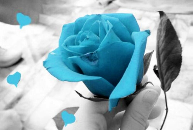 Blue Rose in Hand — Serene