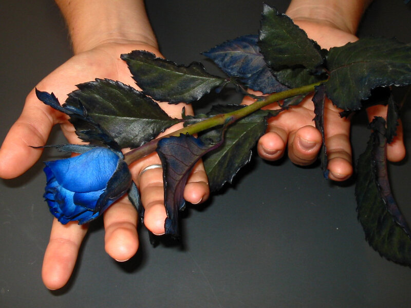 Blue Rose in Hands