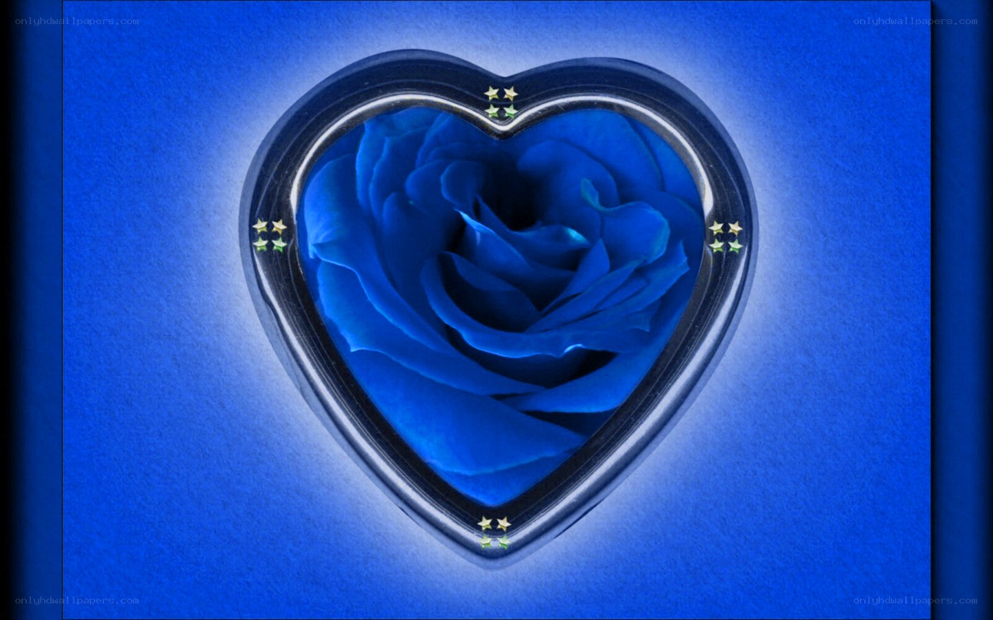 Blue rose in heart frame