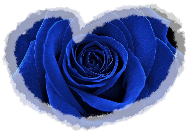 Blue Rose in Heart Shape