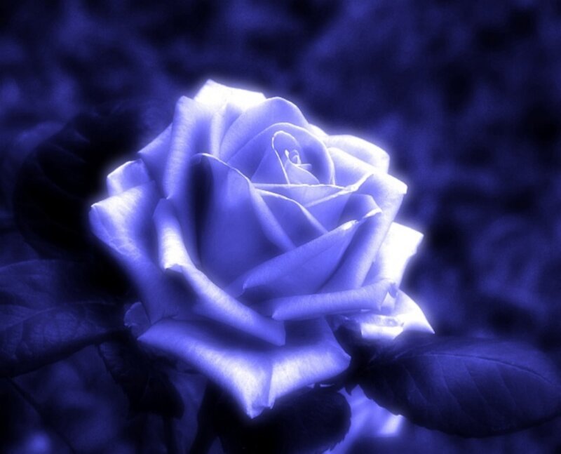 blue rose in monochrome