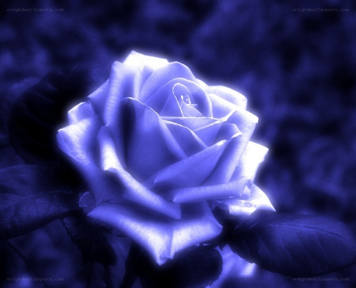 blue rose in monochrome