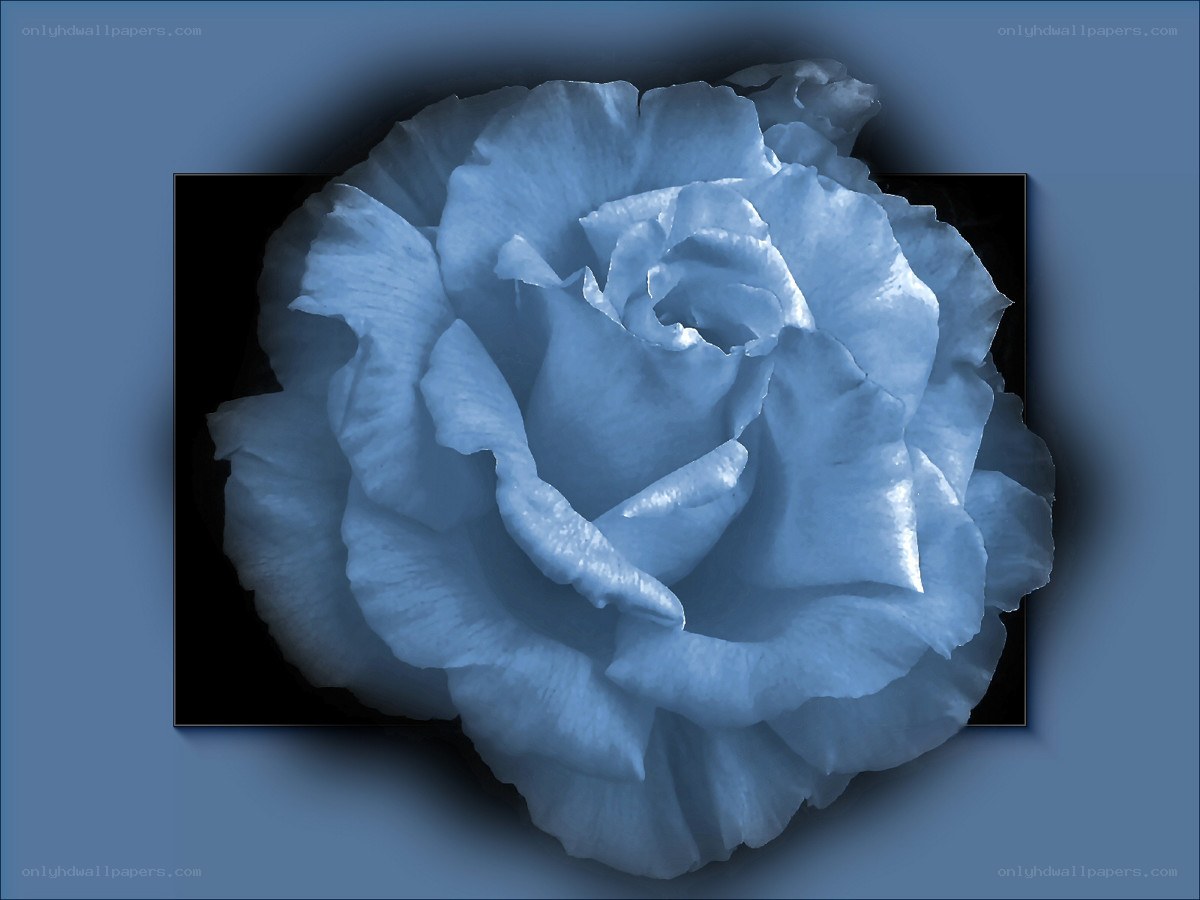 blue rose in monochrome
