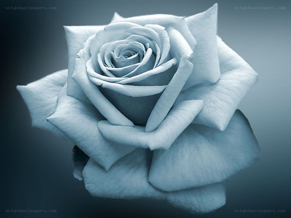 blue rose in monochrome