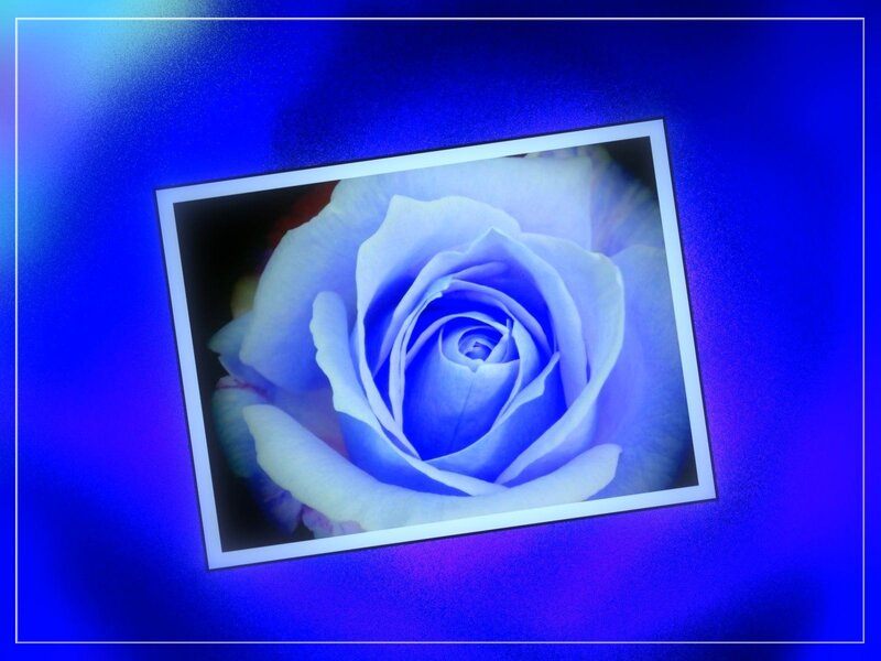 Blue Rose in Photo