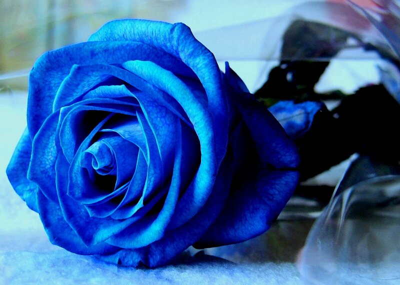 Blue Rose in Plastic