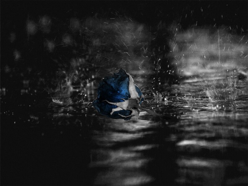 Blue Rose in Rain — Black