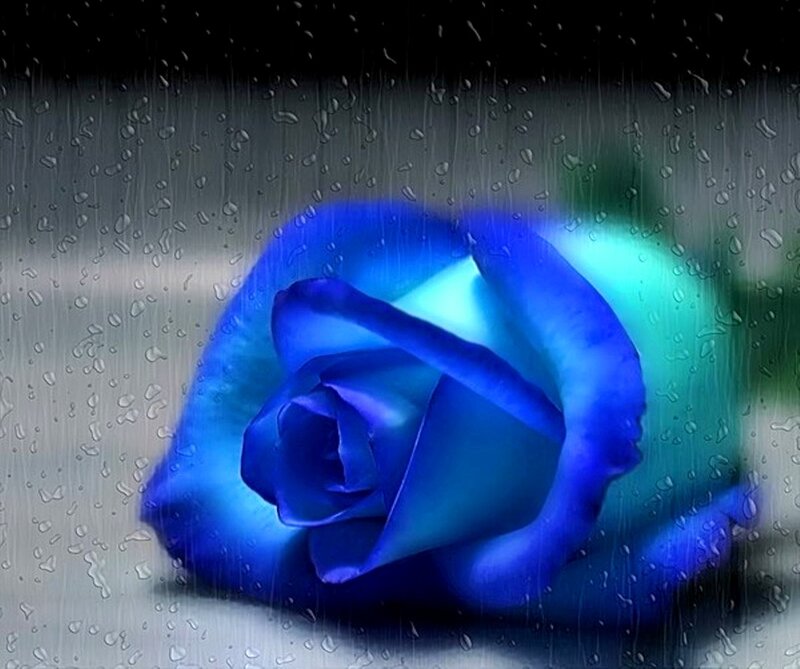 Blue Rose in Rain — Dramatic, Digital Art, Raindrops, Glass