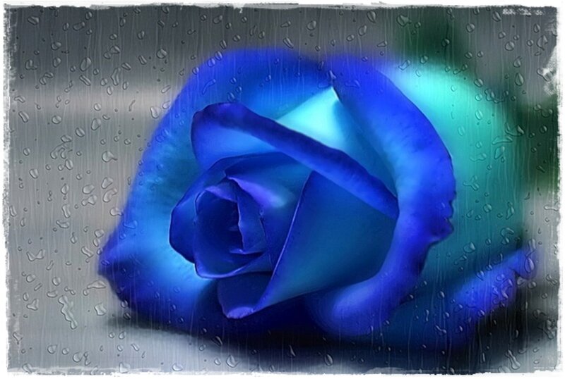 Blue Rose in Rain — Dramatic, Digital Art, Raindrops