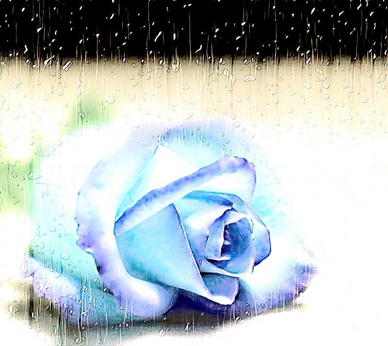 Blue Rose in Rain — Dramatic