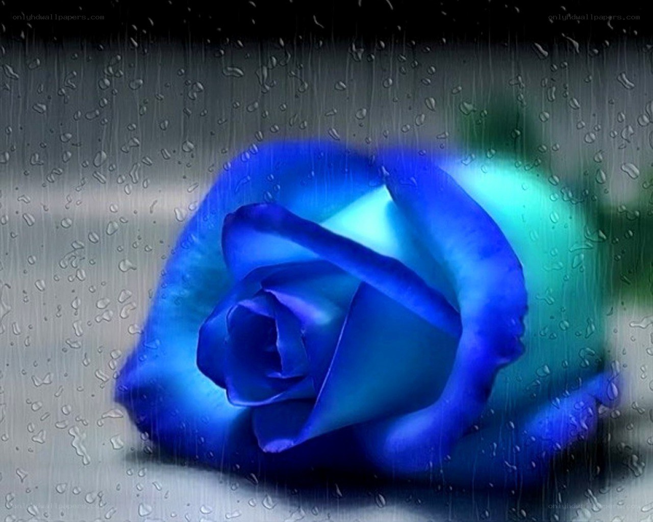 blue rose in rain