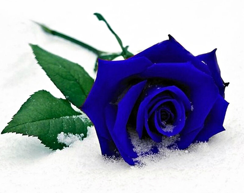 Blue Rose in Snow