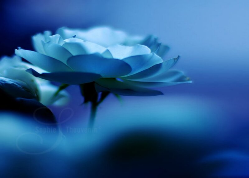 blue rose in soft light