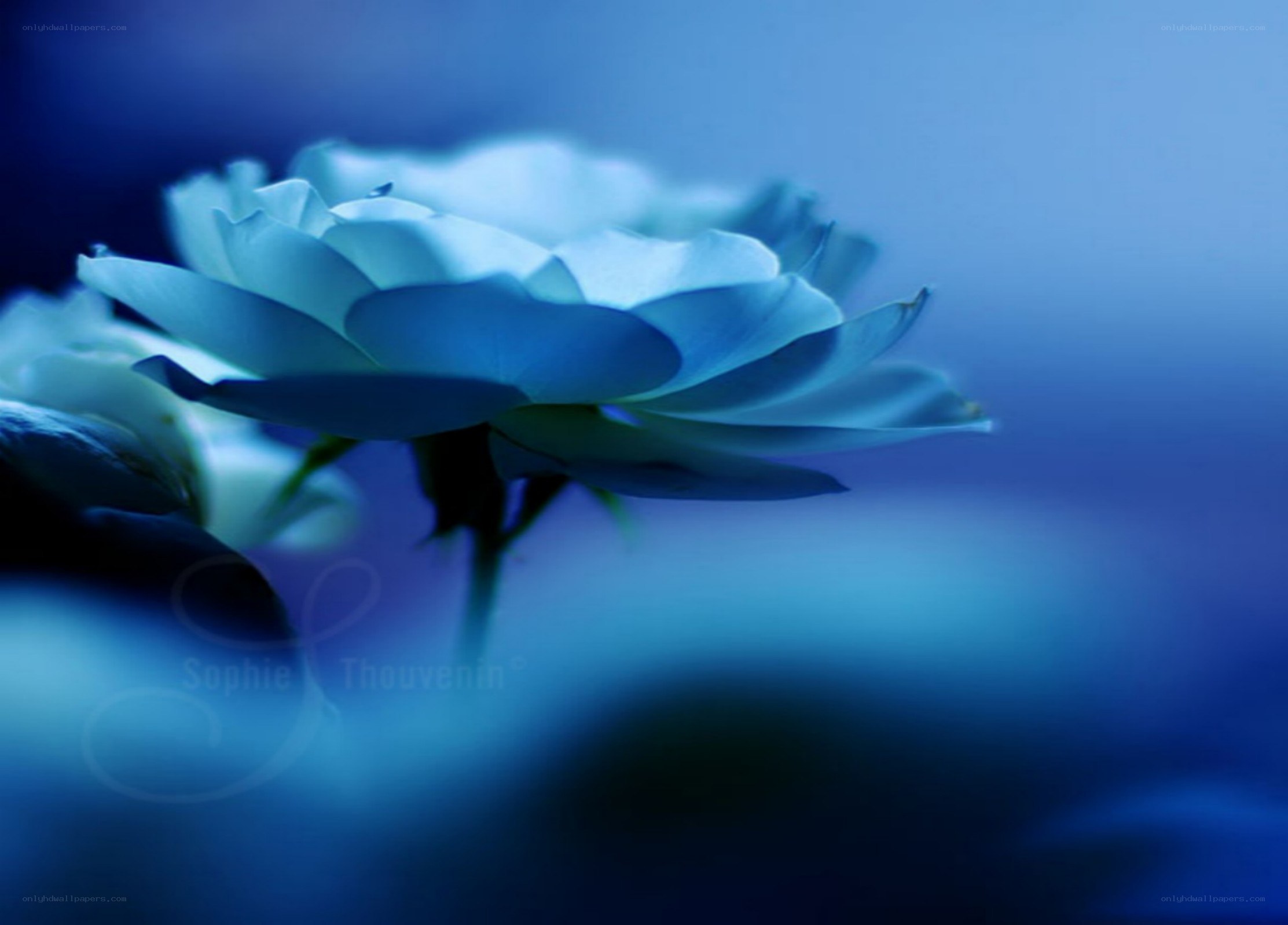 blue rose in soft light