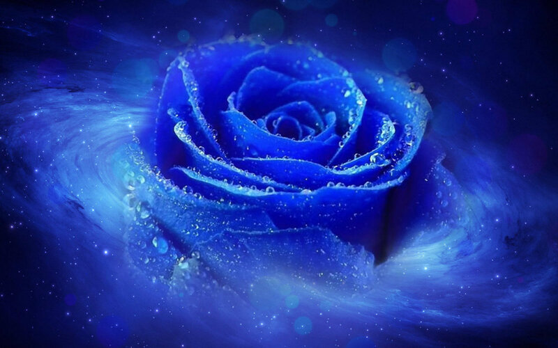 Blue Rose in Space — Serene