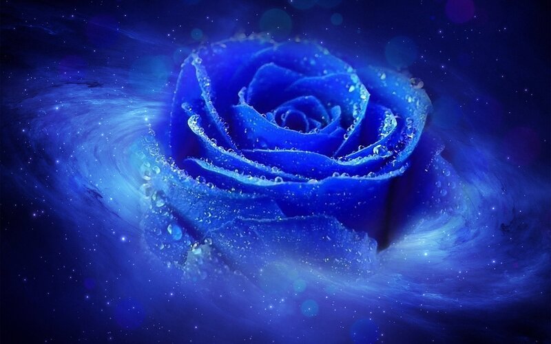 Blue Rose in Space