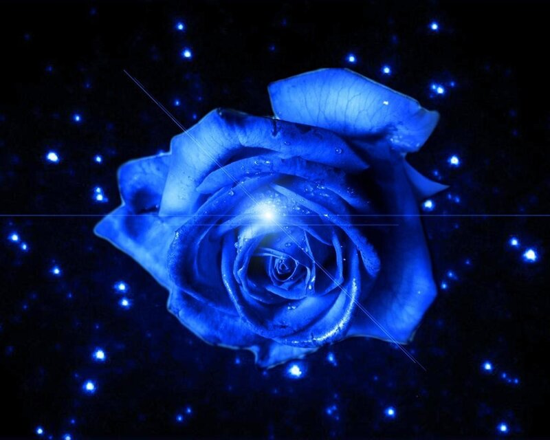 blue rose in starry night