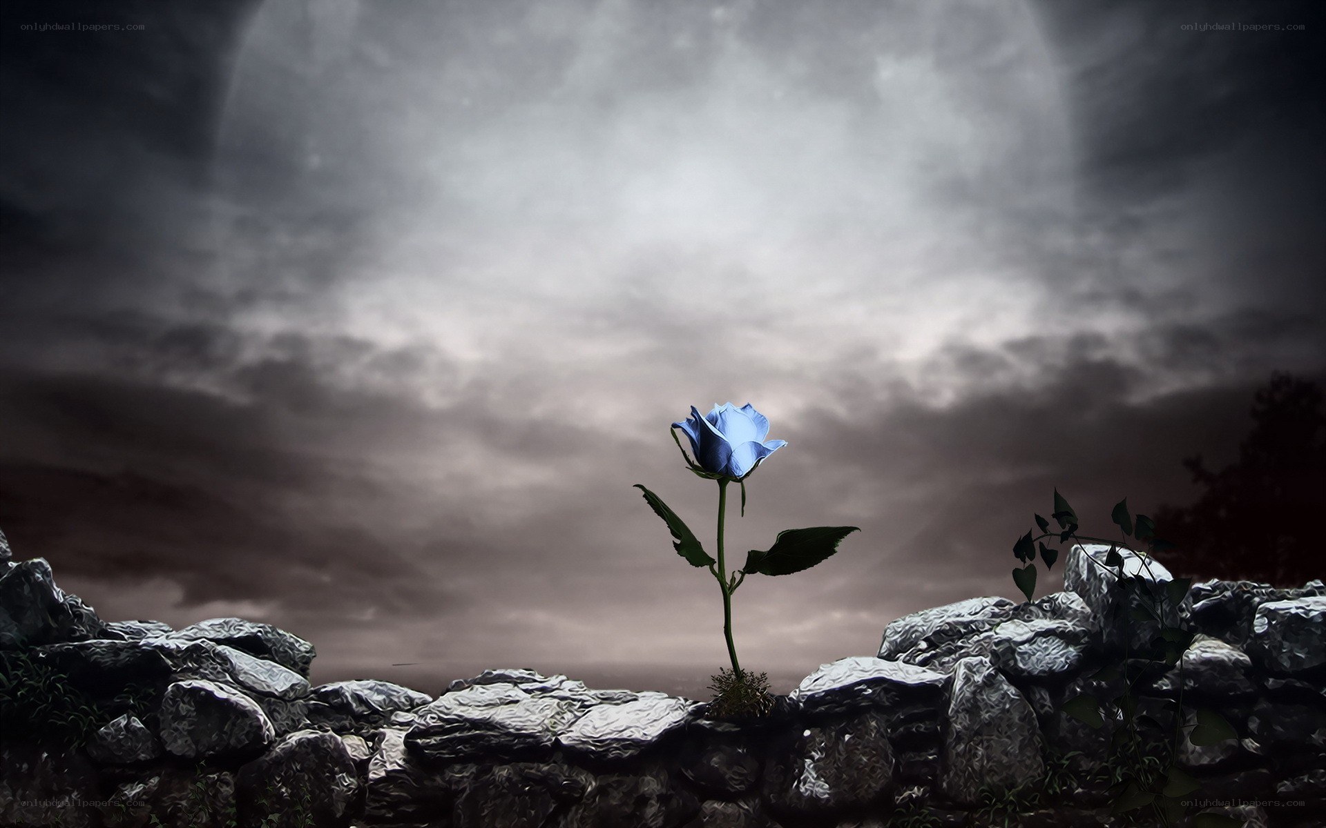 Blue rose in stormy landscape