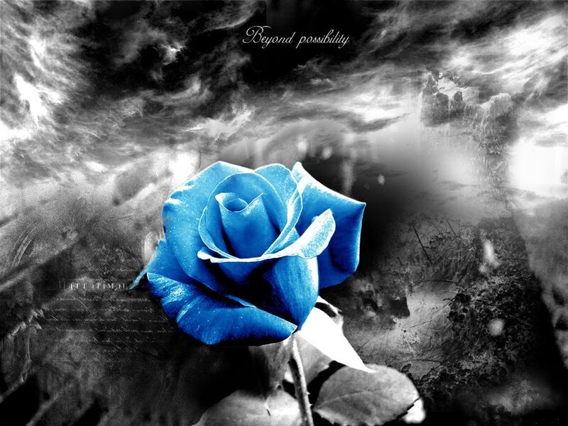 Blue Rose in Stormy Sky — Dramatic
