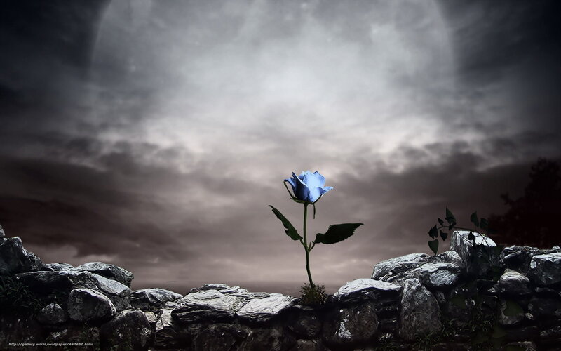 Blue rose in stormy sky