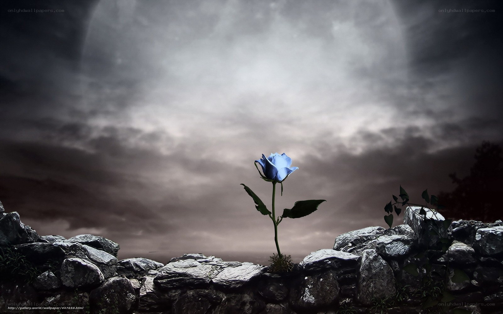 Blue rose in stormy sky
