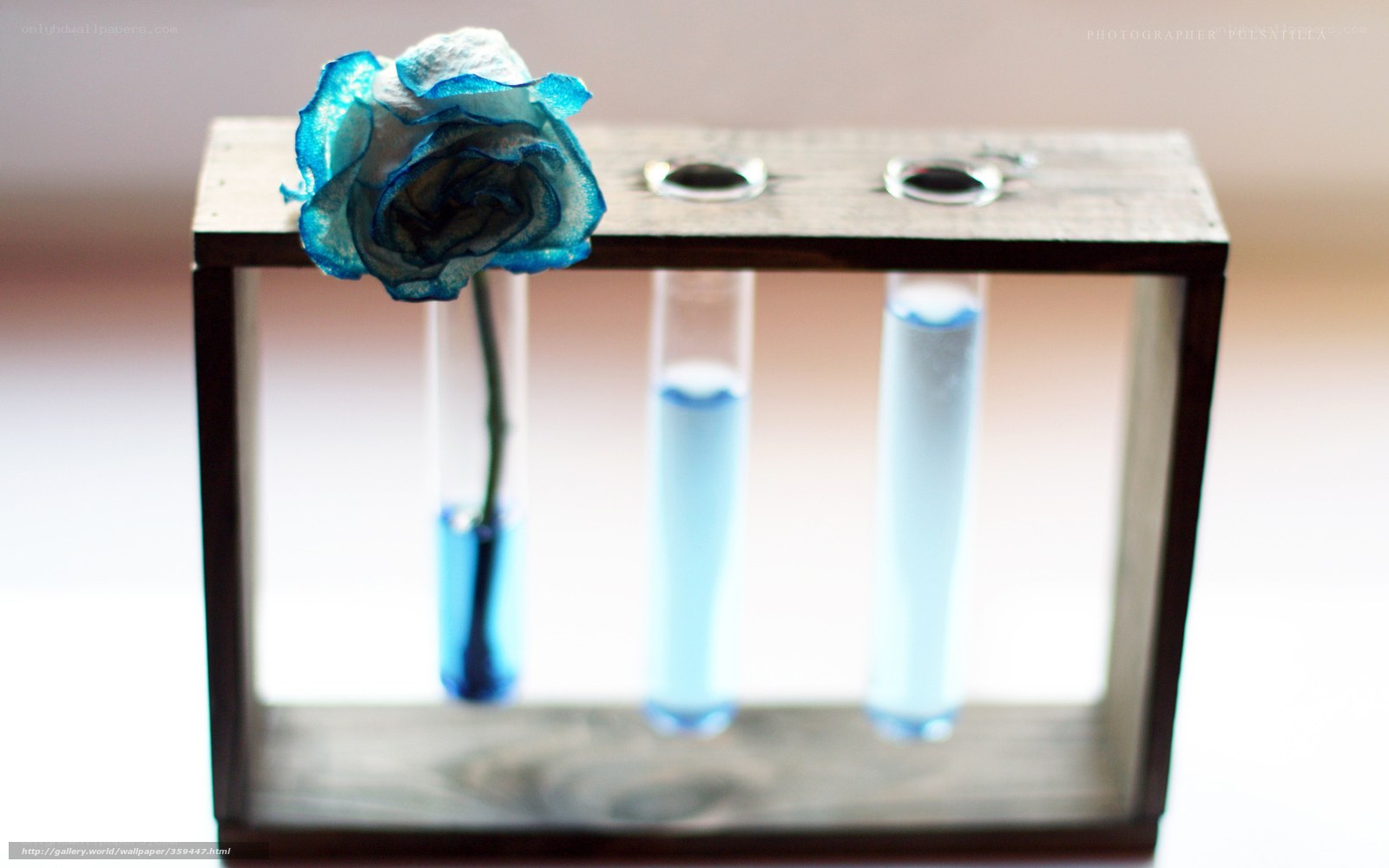 blue rose in test tubes
