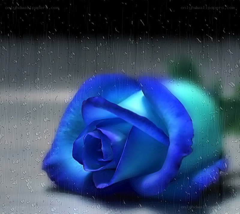 Blue rose in the rain