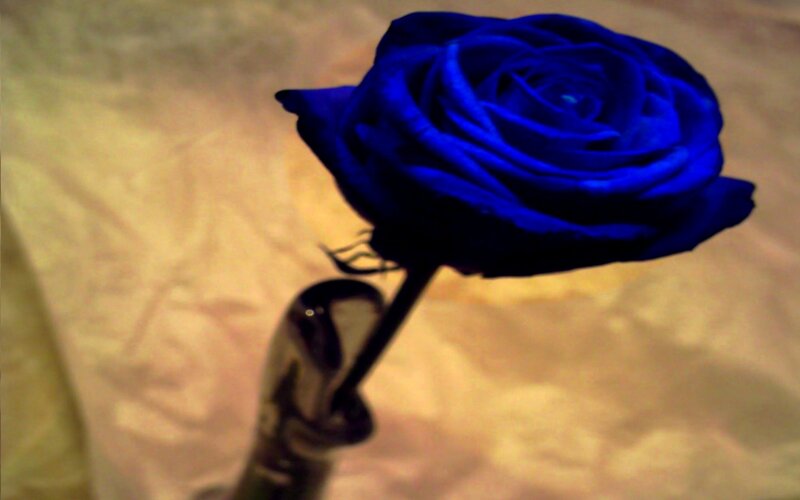 Blue Rose in Vase — Dramatic